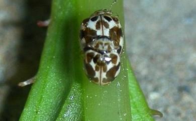 Psyllobora vigintimaculata (Say, 1824) 二十星菌瓢蟲