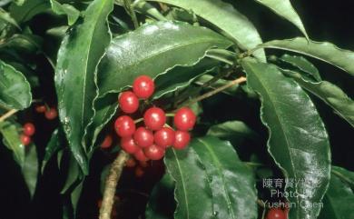 Ardisia crenata Sims 珠砂根