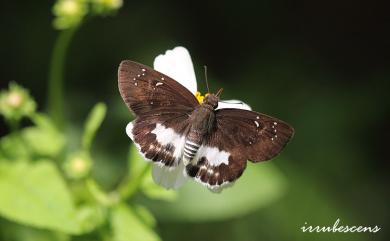 Tagiades cohaerens Mabille, 1914 白裙弄蝶