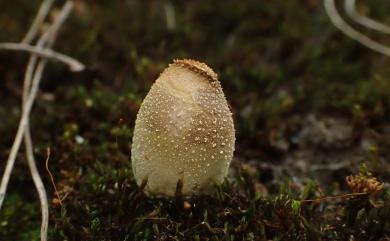Bovista 灰球菌屬