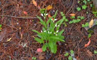 Cephalanthera alpicola 高山頭蕊蘭
