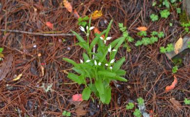 Cephalanthera longifolia (L.) Fritsch 高山頭蕊蘭