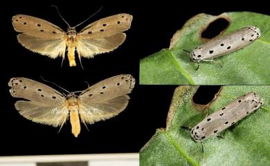 Ethmia octanoma Meyrick, 1914 八斑篩蛾