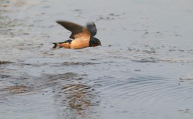 Hirundo rustica mandschurica Meise, 1934 家燕(紅腹亞種)