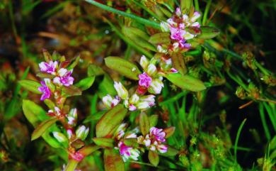 Polygonum plebeium 假扁蓄