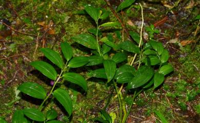 Disporopsis fuscopicta var. arisanensis (Hayata) S.S.Ying 阿里山假寶鐸花