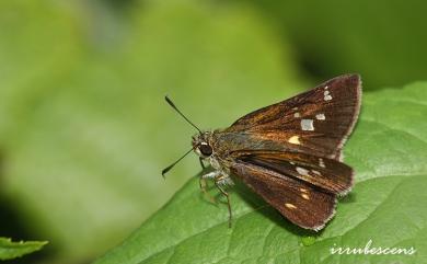 Ochlodes niitakanus (Sonan, 1936) 臺灣赭弄蝶