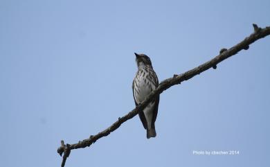 Muscicapa griseisticta (Swinhoe, 1861) 灰斑鶲