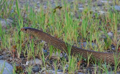 Ptyas mucosa (Linnaeus, 1758) 南蛇