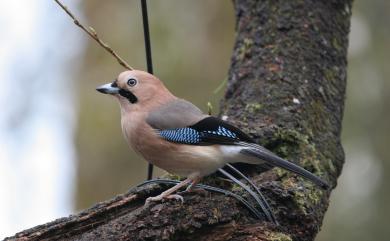 Garrulus glandarius taivanus (Gould, 1862) 松鴉