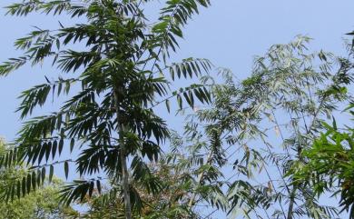 Dendrocalamus giganteus Munro 荖濃巨竹