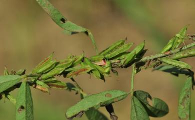 Indigofera glandulifera Page ex Steud. 腺葉木藍