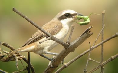 Lanius cristatus cristatus Linnaeus, 1758 紅尾伯勞(指名亞種)