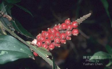 Alpinia shimadae Hayata 島田氏月桃