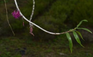 Dendrobium miyakei 紅花石斛