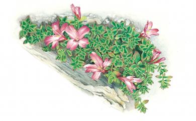 Epilobium nankotaizanense Yamam. 南湖柳葉菜