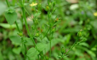 Hypericum japonicum Thunb. 地耳草