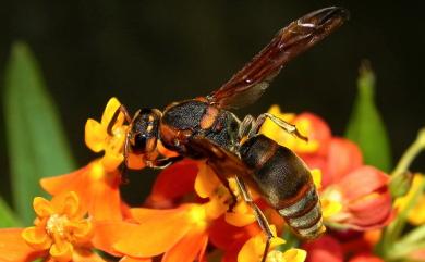 Orancistrocerus drewseni ingens (Schulthess, 1934) 赭褐毛唇蜾蠃(北部亞種)