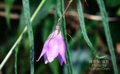 Adenophora morrisonensis subsp. uehatae (Yamam.) Lammers 高山沙參