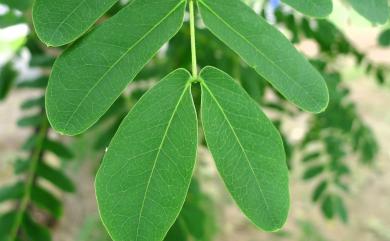 Albizia lebbeck (L.) Benth. 大葉合歡