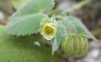 Abutilon crispum 泡果莔