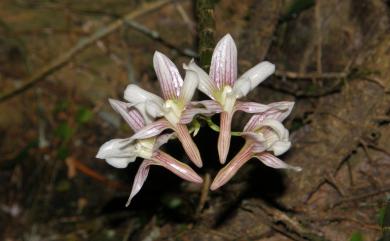 Dendrobium chameleon 長距石斛