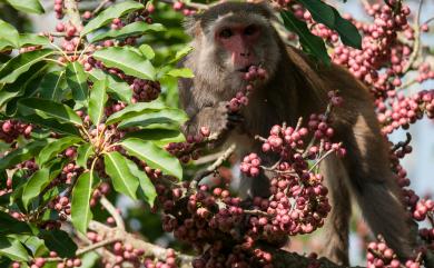 Macaca cyclopis Swinhoe, 1863 臺灣獼猴