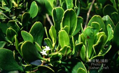 Lumnitzera racemosa Willd. 欖李