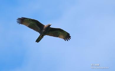 Pernis ptilorhynchus orientalis (Temminck, 1821) 東方蜂鷹