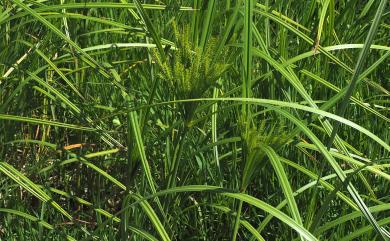 Cyperus digitatus Roxb. 恆春莎草