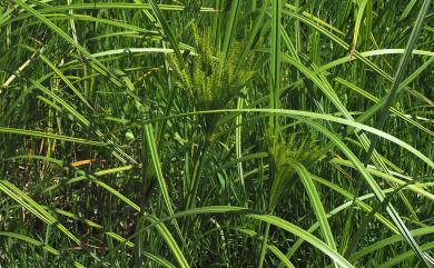 Cyperus digitatus 恆春莎草