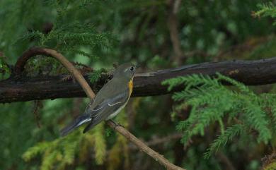 Ficedula mugimaki (Temminck, 1836) 白眉黃鶲