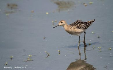 Calidris pugnax (Linnaeus, 1758) 流蘇鷸