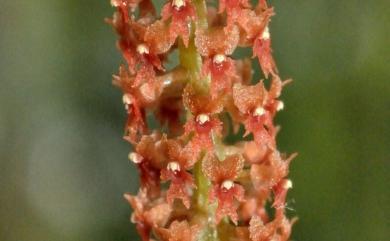 Oberonia arisanensis Hayata 阿里山莪白蘭