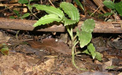 Crepidium bancanoides (Ames) Szlach. 裂唇軟葉蘭