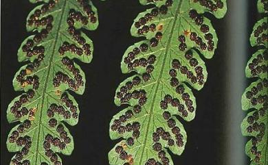 Pleocnemia winitii 網脈突齒蕨