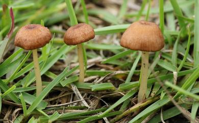 Entoloma 粉褶傘屬