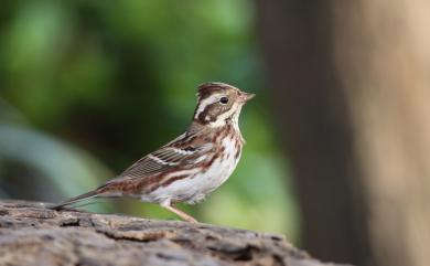 Emberiza rustica Pallas, 1776 田鵐