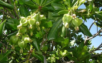 Barringtonia asiatica 棋盤腳樹