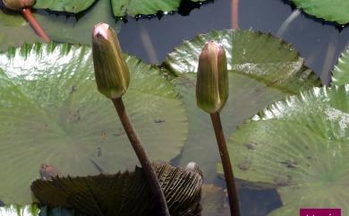 Nymphaea tetragona Georgi 睡蓮