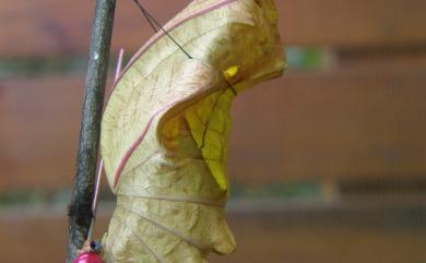 Troides aeacus kaguya (Nakahara & Esaki, 1930) 黃裳鳳蝶