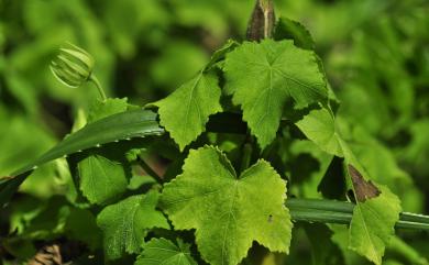 Abelmoschus moschatus Medik. 香葵