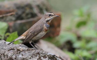 Luscinia svecica svecica 藍喉鴝