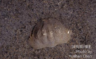 Calappa hepatica (Linnaeus, 1758) 肝葉饅頭蟹