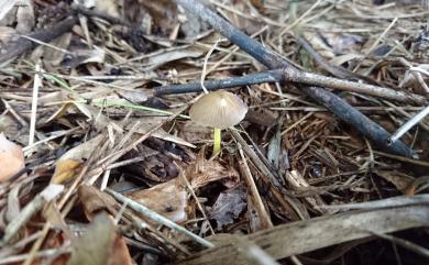 Mycena 小菇屬