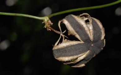 Aristolochia foveolata Merr. 蜂窩馬兜鈴