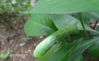 Acosmerycoides harterti (Rothschild, 1895)