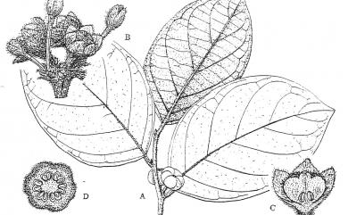 Glochidion zeylanicum var. tomentosum 赤血仔
