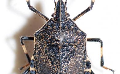 Erthesina fullo (Thunberg, 1783) 黃斑黑蝽