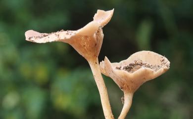 Pseudoclitocybe cyathiformis (Bull.:Fr.) Sing. 淺杯形假杯傘